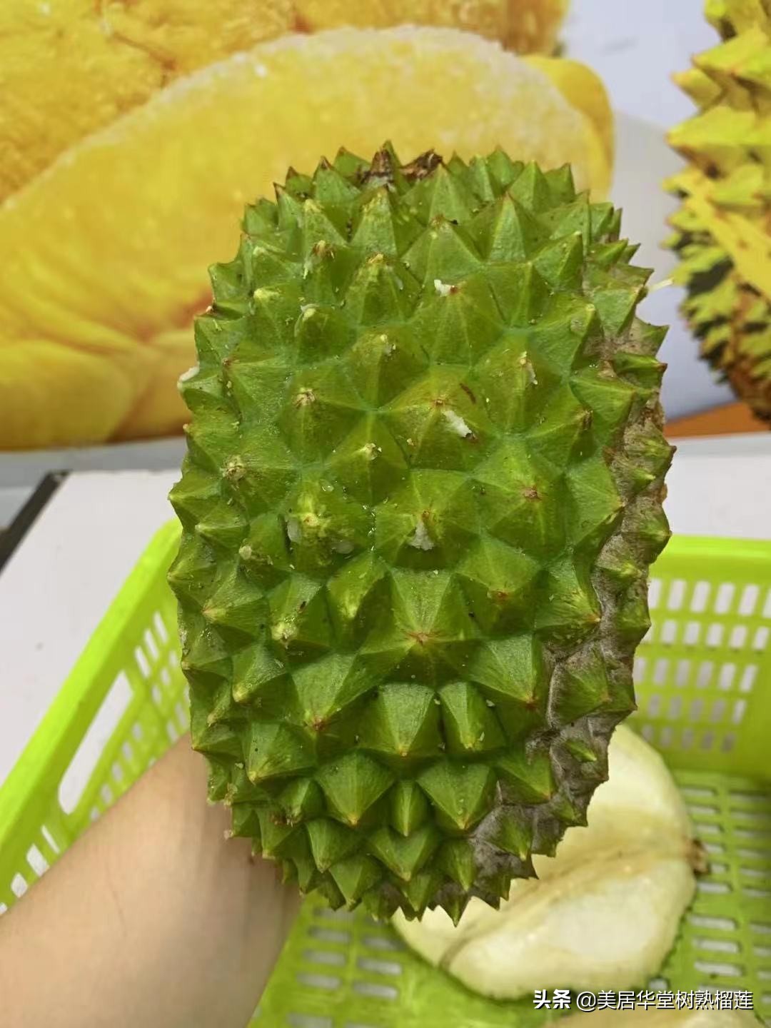 榴莲会缩水吗？亲测两天