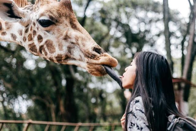 53天环游世界旅行,80天环游世界环游了哪几个国家