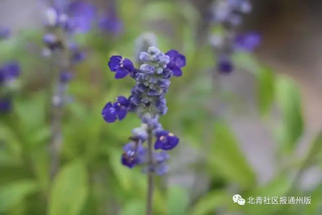 打卡北京紫谷伊甸园虞美人花海,通州看花的景点推荐免费