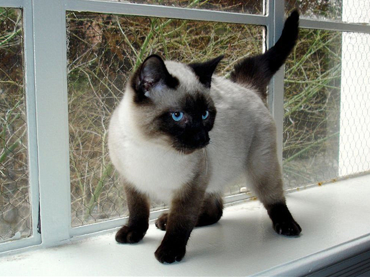 猫咪毛发变颜色是怎么回事,辟谣猫咪谣言