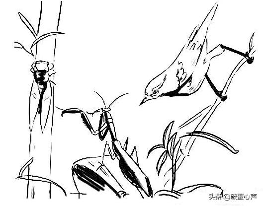 螳螂捕蝉黄雀在后黄雀后面是什么,螳螂捕蝉黄雀在后的黄雀是什么鸟