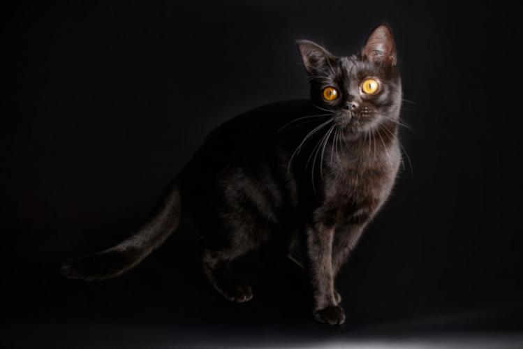 美短常见颜色,美短和英短哪个颜色好看