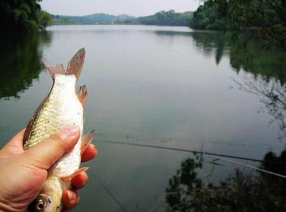 自己动手制作竹竿钓鱼,如何制作简易竹竿钓鱼
