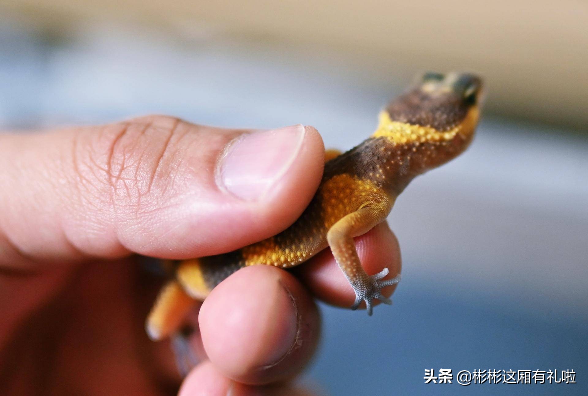 守宫新手养一只还是两只,守宫小白怎么养