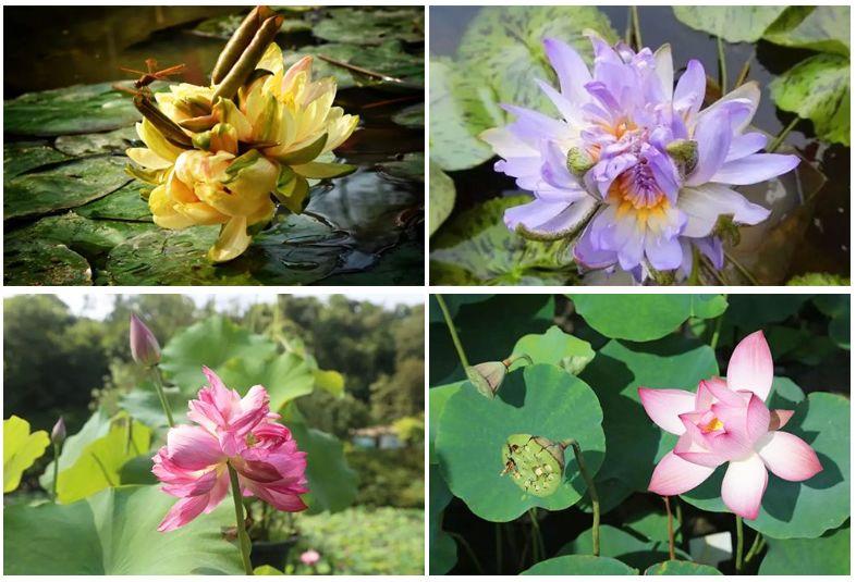 广州有荷花的地方,广州周边的荷花景点推荐