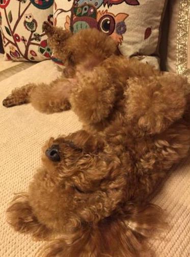 泰迪犬的睡姿图片,泰迪犬如何睡觉