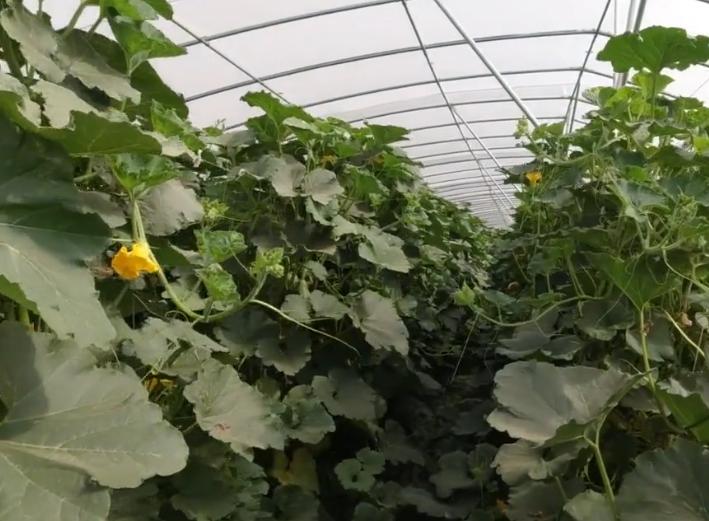 南瓜如何整枝打杈留瓜讲解图,南瓜长到2米长后怎么样整枝打叶