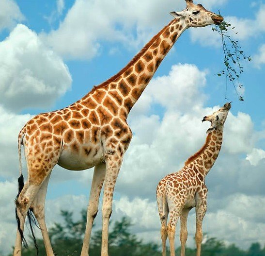 教子金言十句教学,教子金言50句完整版