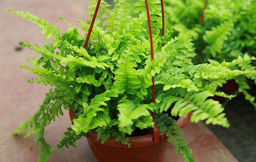 刚装修好的新房种什么植物去甲醛,哪种绿色植物是最有效吸甲醛的