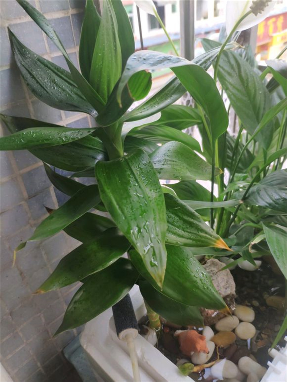 富贵竹叶子干尖黄叶怎么办,富贵竹叶子发黄可以剪根吗