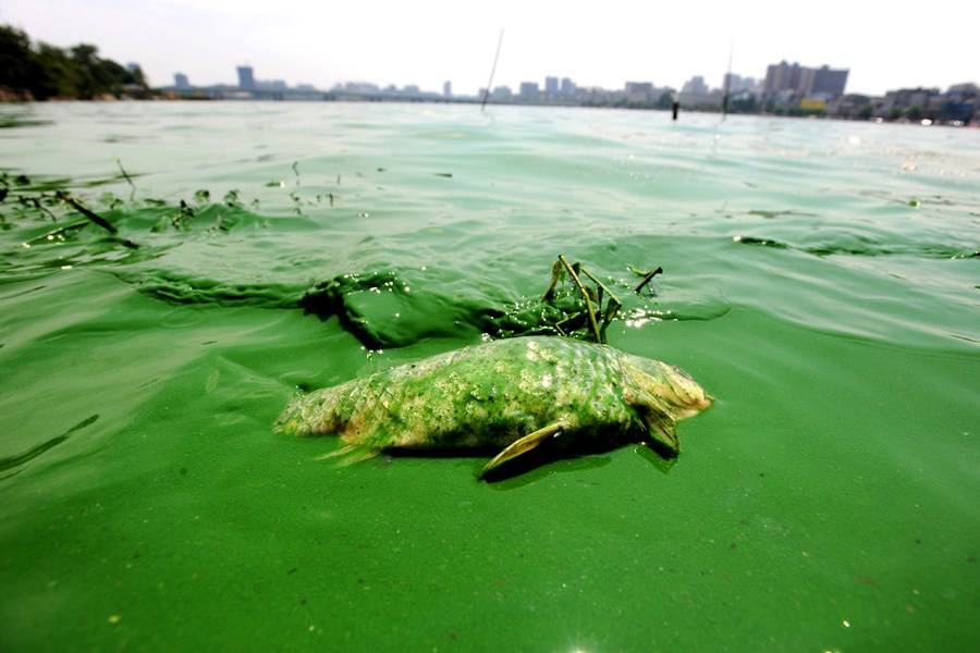 网络曝光坑人的老板,为什么黑坑钓鱼越来越少