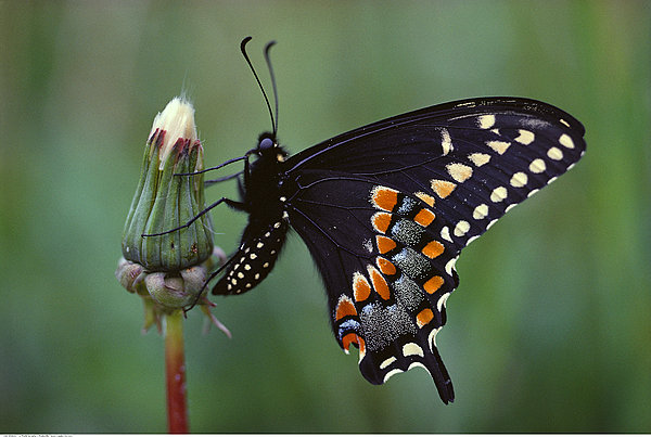 世界上的各种蝴蝶,为什么世界上有五彩斑斓的蝴蝶