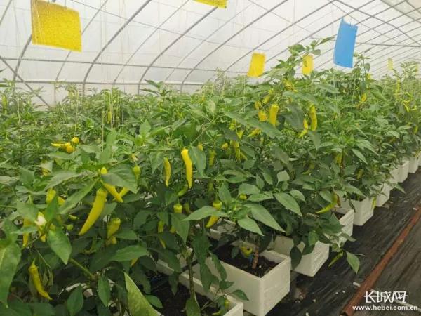 【高端媒体看邯郸】学习强国、河北新闻网、长城网报道鸡泽县辣椒产业