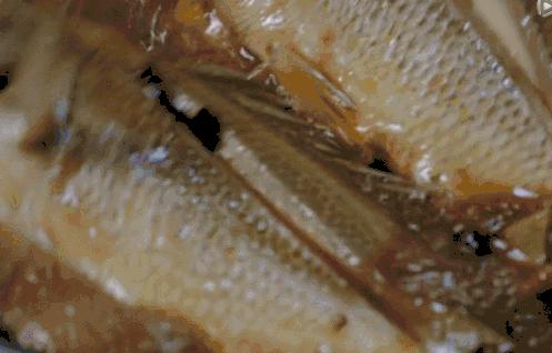 “神秘来客”寻觅《风味人间》的点名美味，“游”进了骏豪会~