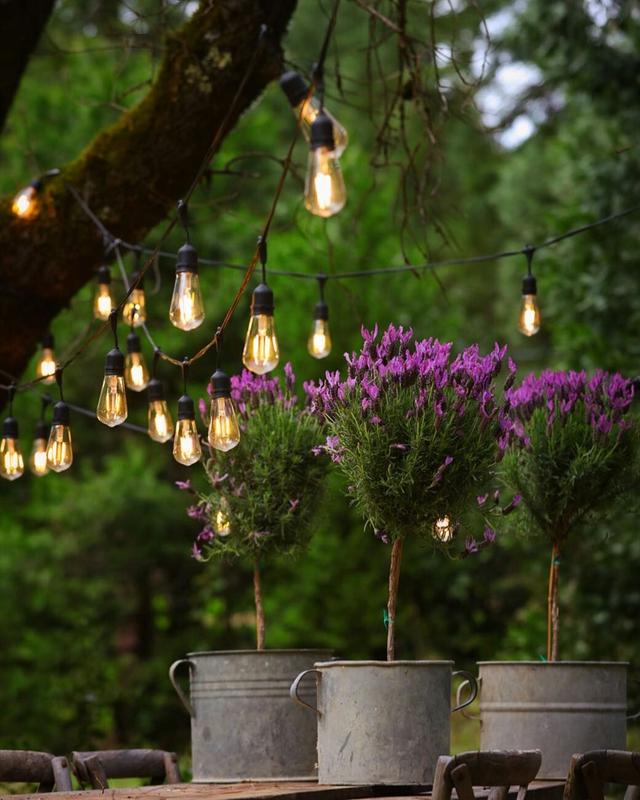 【ROSECASSOU花语笔记】薰衣草