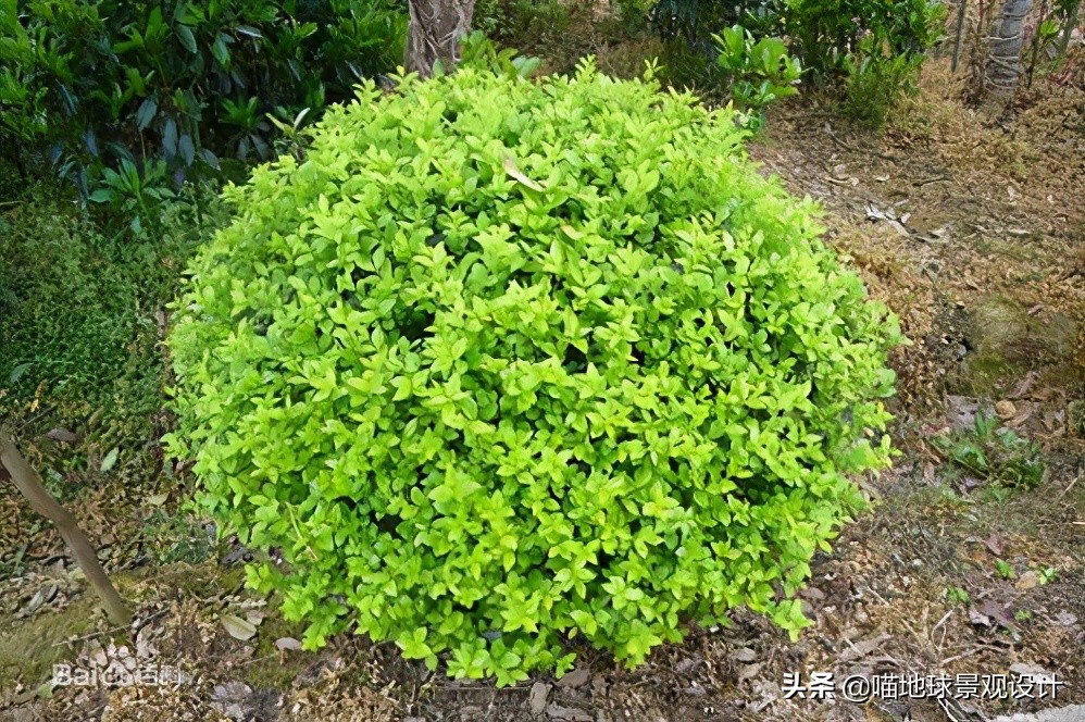 灌木球类植物,灌木植物种类及图片