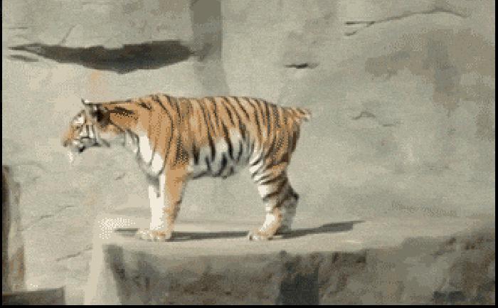 狮虎兽虎狮,虎狮和狮虎兽