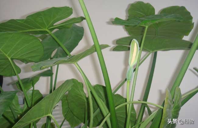 山里的滴水观音盆栽,滴水观音盆栽效果图