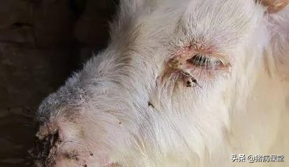 养羊怎么防得羊布病,怎样养羊羊病预防