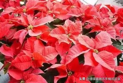 各种花的花语文案,花的花语100种