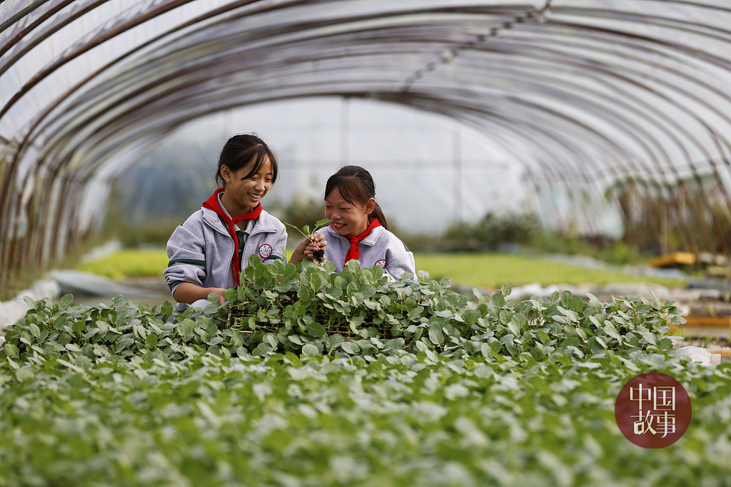 双减百日冲刺方案,双减从什么时间开始的