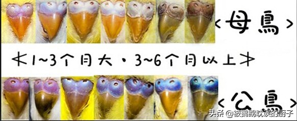 辨别虎皮鹦鹉公母方法,1一3个月的虎皮鹦鹉怎样分公母