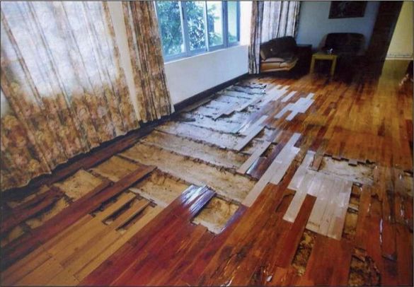 家里有白蚁最简单处理方法,白蚁处理方法家里发现白蚁怎么治