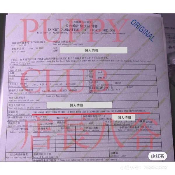 在日本买柴犬有国内这么贵吗,在日本买柴犬全过程
