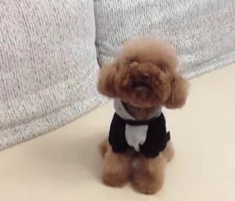 想养泰迪有什么好的推荐吗,养泰迪的必看