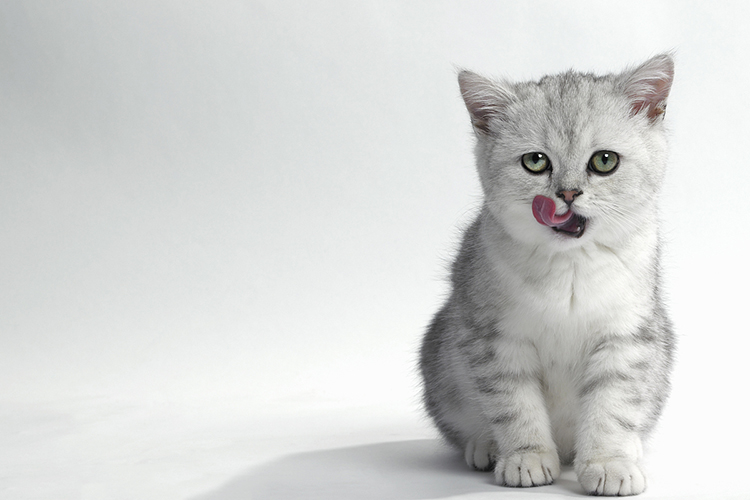 宠物猫挠了后怎么处理,养猫如何避免被猫挠