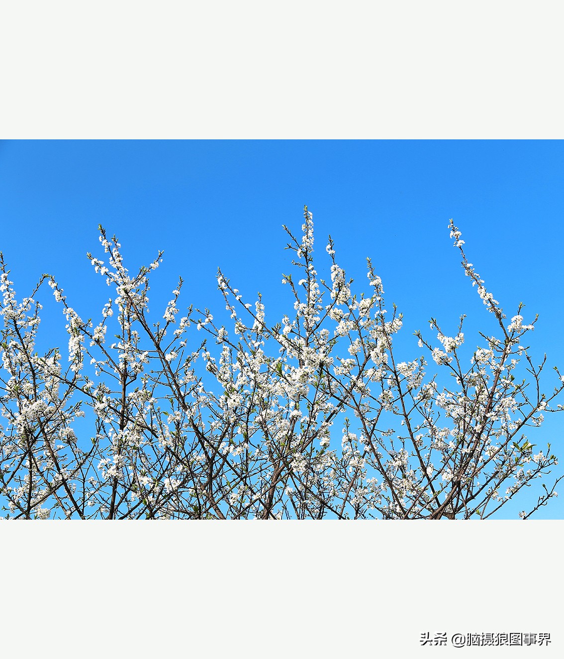 怎么拍摄好看的花和天空,如何拍出好看的天空树叶照