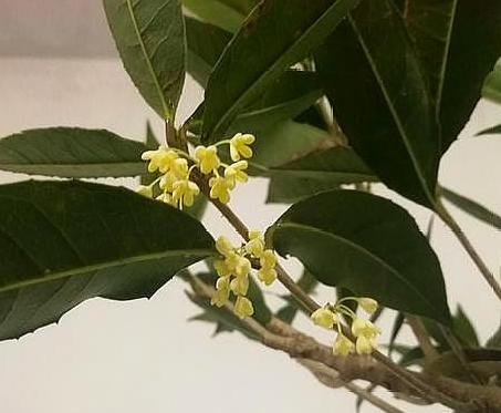 桂花养不活怎么回事,桂花栽活不发新叶是怎么回事