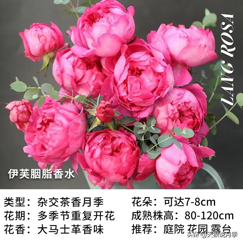 月季控对美的极致追求，尽在伊芙系列