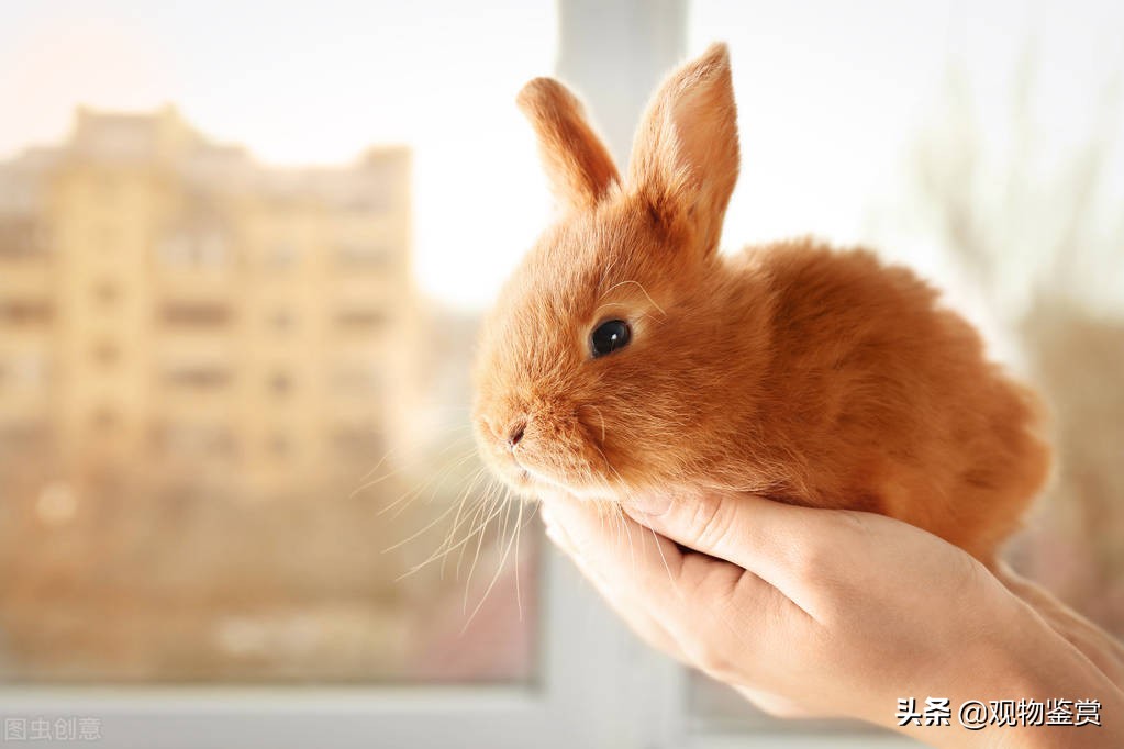 怎么让兔子度过夏天高温,夏天怎么给兔子降温兔子怕热吗
