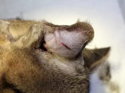 猫耳血肿前有什么表现,猫猫耳血肿不管它可以自愈吗