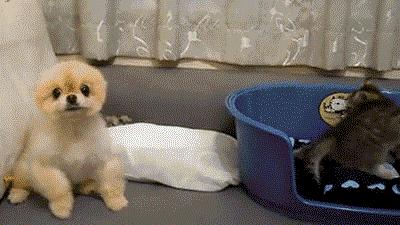 搞笑gif你们这些城里人太会玩了,搞笑gif逗比的世界你永远理解不了