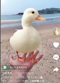 佳木斯小伙由老九：爱鸭相伴“嘎嘎”欢乐