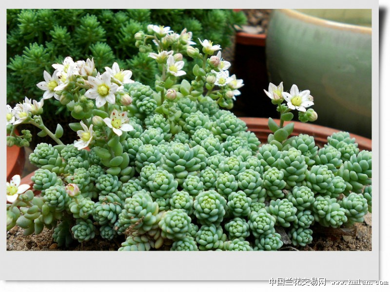 姬星美人的养殖方法和注意事项,姬星美人怎么养视频