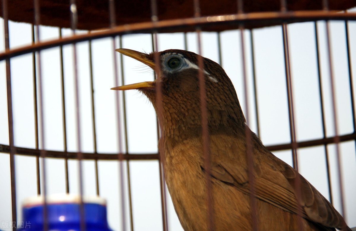 画眉鸟落性后的恢复,画眉鸟起性前的预兆