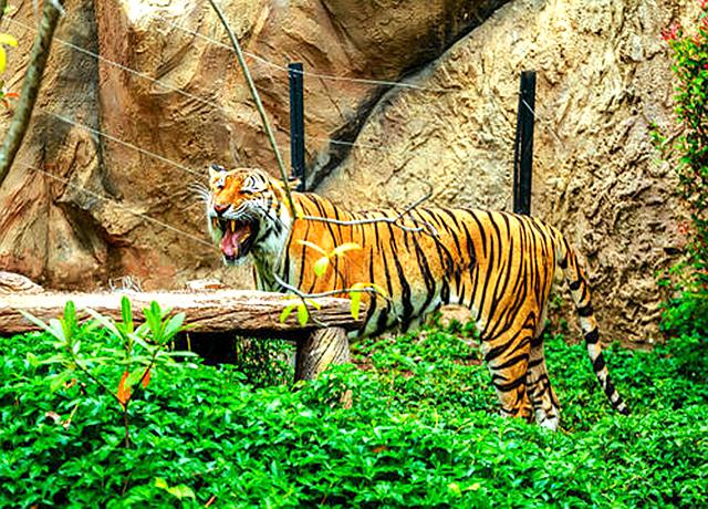 圈虎行全文,圈虎行诗句