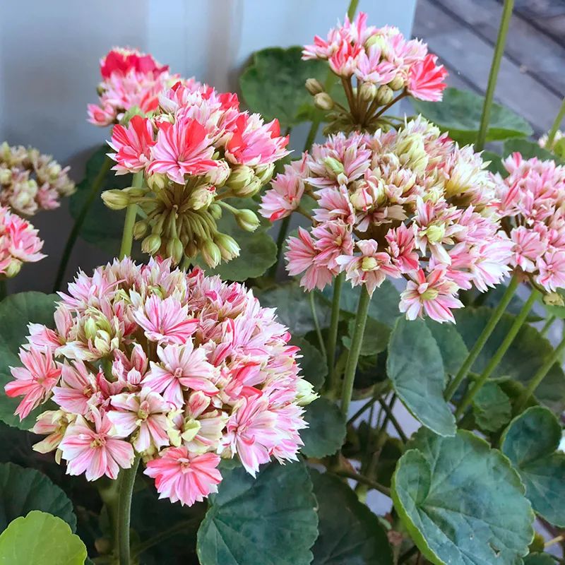 这种花别乱浇水水越多越不开花,这种花不怕冷好养易活