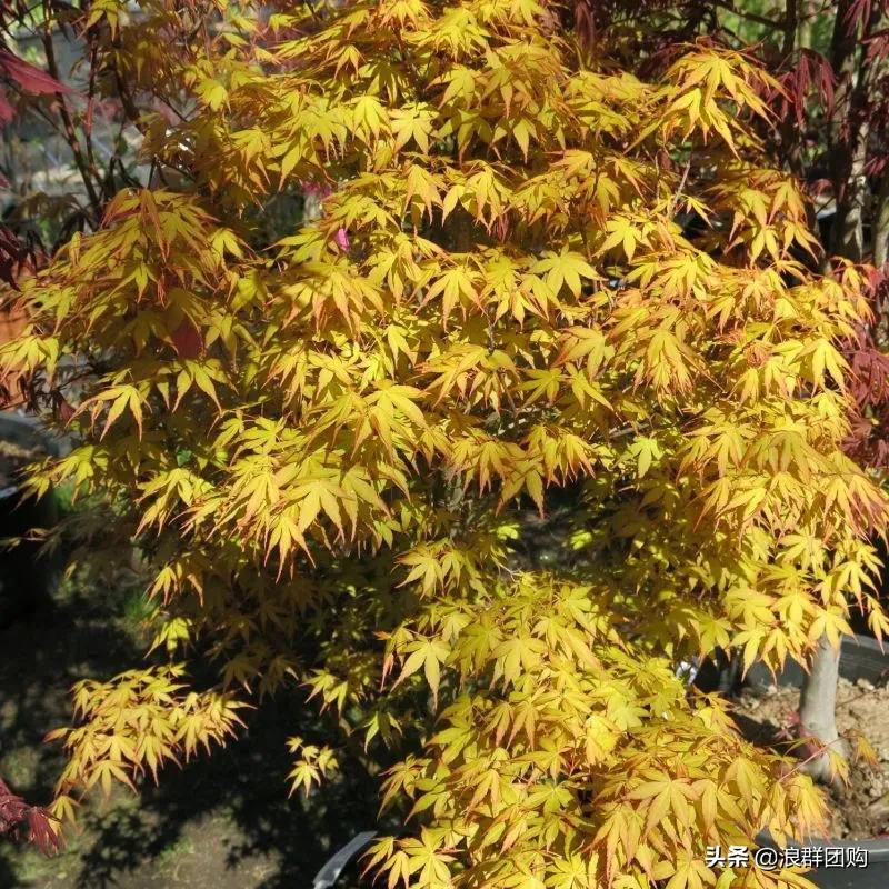 中式庭院藤类植物,枫树和紫藤