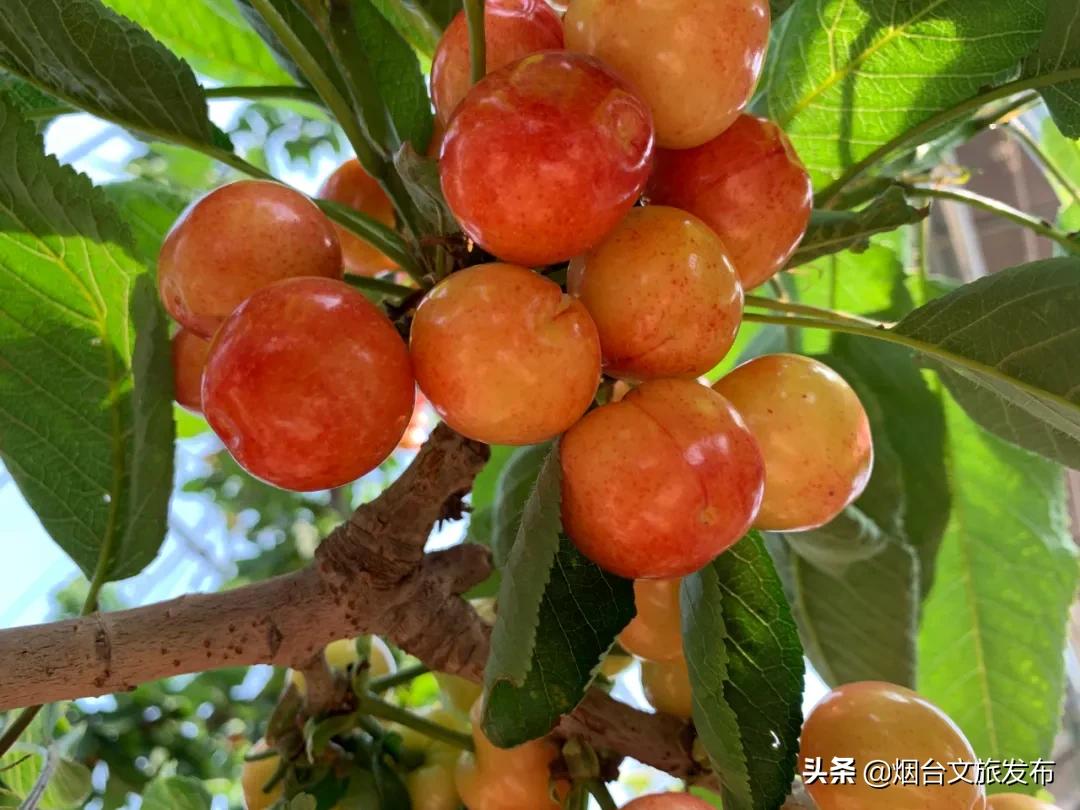 2022福山樱桃节是几月几日,富民樱桃采摘最佳时间