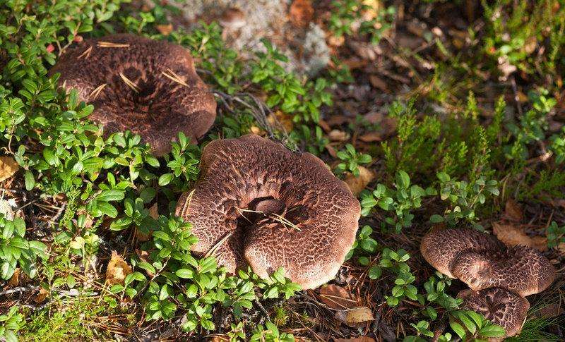 最好吃的十大山珍,八种顶级山珍