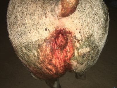 猪拉血是得了什么病？我们应该如何治疗？