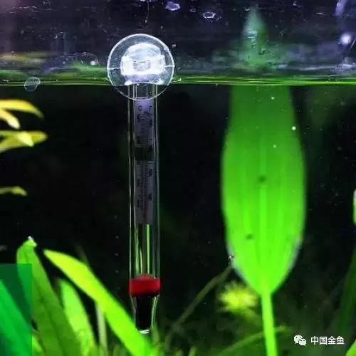 养金鱼的技巧和方法方便简单,初养金鱼的技巧和方法