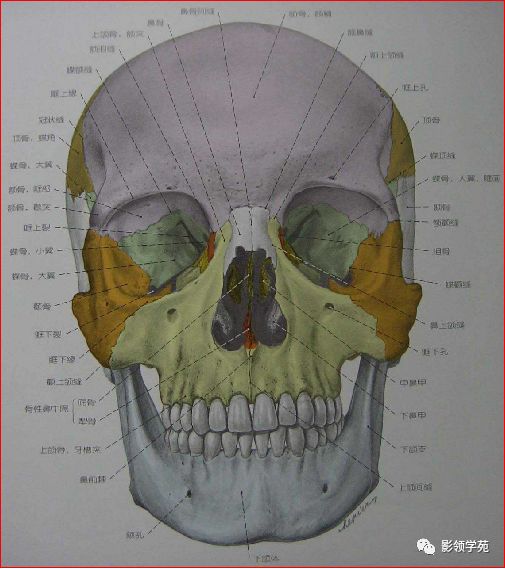 鼻骨影像学解剖,鼻骨解剖及骨折影像学诊断