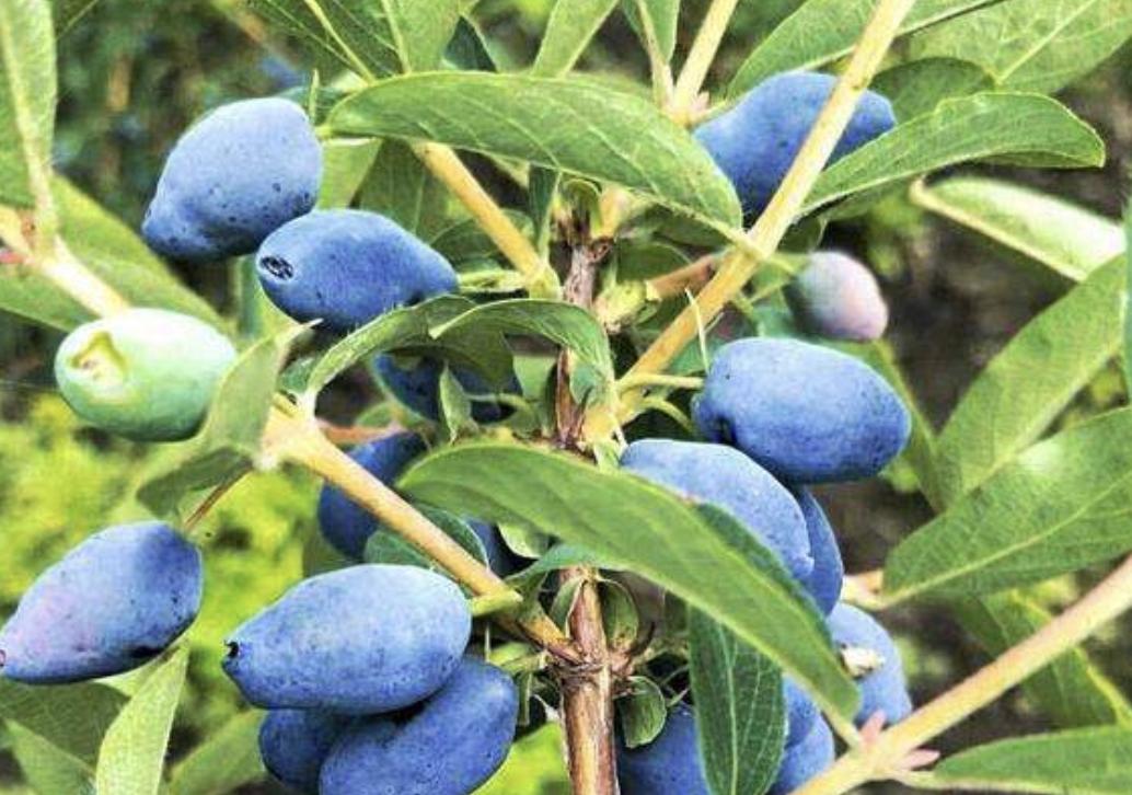 蓝靛果是什么果树,山沟里蓝色野果