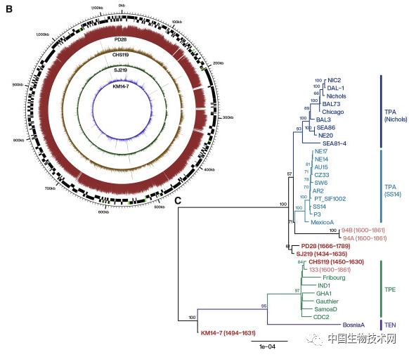 都怪哥伦布？古代细菌基因组揭示“梅毒起源”的新线索