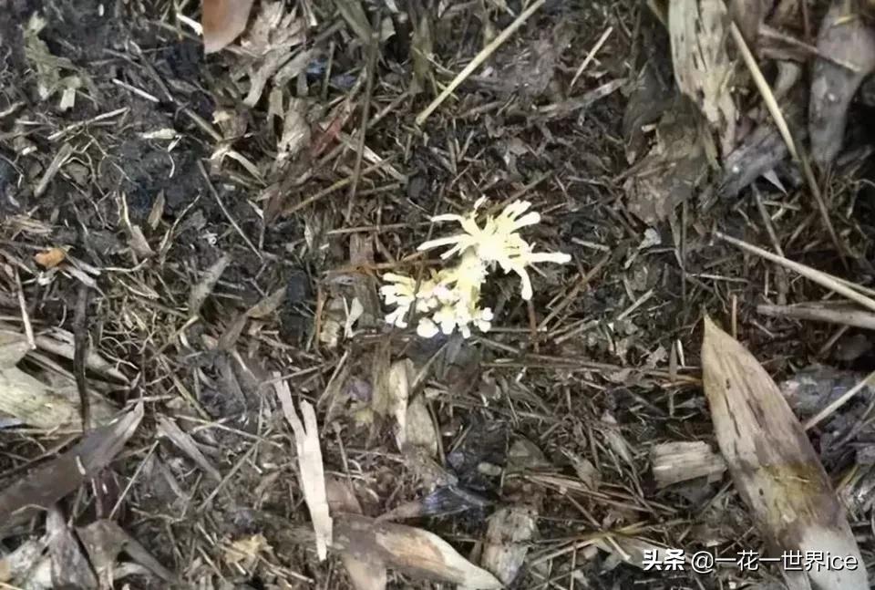 虫子被寄生,虫子被寄生蜂寄生